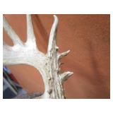 Non Typical Deer Mount With Bullet Hole in Antler