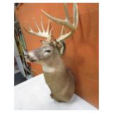 Non Typical Deer Mount With Bullet Hole in Antler