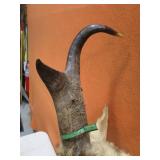 Antelope Mount