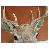Deer Mount