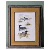*SIGNED* Jean Haefele Three Common Loons Naturalist Print