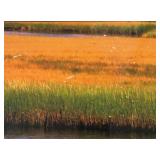 LL - Framed Marshland Print