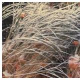 LL - Framed Nature Print