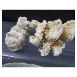 Abalone Shell, Coral