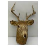 Very Old 7 Point Buck Mount He Is Rough And One Eyed