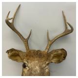 Very Old 7 Point Buck Mount He Is Rough And One Eyed