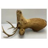 Very Old 7 Point Buck Mount He Is Rough And One Eyed