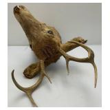 Very Old 7 Point Buck Mount He Is Rough And One Eyed