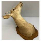 Very Old Spike Deer Mount