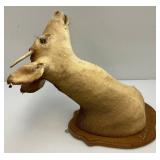 Very Old Spike Deer Mount