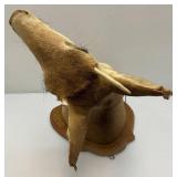 Very Old Spike Deer Mount