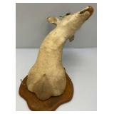 Very Old Spike Deer Mount