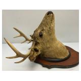 Older 10 Point Buck mount