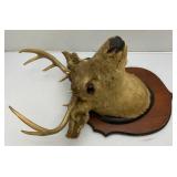 Older 10 Point Buck mount