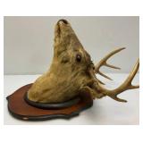 Older 10 Point Buck mount