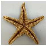 Misc. Vintage Collectible Items Including Coral And more