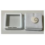 1/2" Gomti Chakra In Protective Case