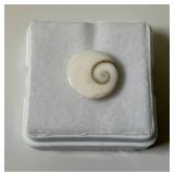 1/2" Gomti Chakra In Protective Case