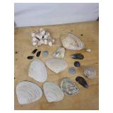 Assorted Seashell Collection
