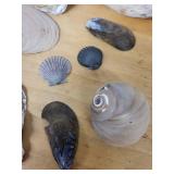 Assorted Seashell Collection