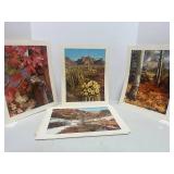 8 Vintage Unframed Nature Prints Various Photographers 14" X 11"