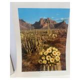 8 Vintage Unframed Nature Prints Various Photographers 14" X 11"