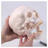 72.83-Inch Life-Size Human Skeleton Model with Detachable Skull & Movable Arms/Legs