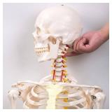 72.83-Inch Life-Size Human Skeleton Model with Detachable Skull & Movable Arms/Legs