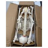72.83-Inch Life-Size Human Skeleton Model with Detachable Skull & Movable Arms/Legs