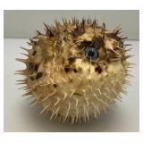 5" Taxidermy Puffer Fish (Very Cool)