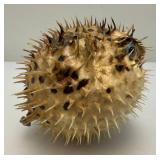 5" Taxidermy Puffer Fish (Very Cool)