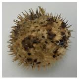 5" Taxidermy Puffer Fish (Very Cool)