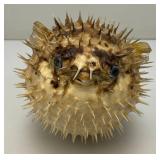 5" Taxidermy Puffer Fish (Very Cool)