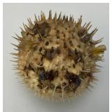 5" Taxidermy Puffer Fish (Very Cool)