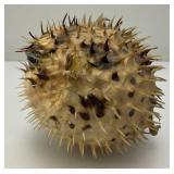 5" Taxidermy Puffer Fish (Very Cool)