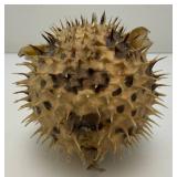 5" Taxidermy Puffer Fish (Very Cool)