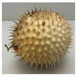 5" Taxidermy Puffer Fish (Very Cool)