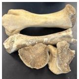 fossils