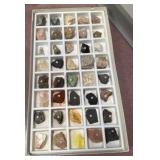 General fossil collections, teacher and student