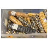 Mono hybrid genetics with corn kit, chromosomes and shells