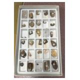 General fossil collections, teacher and student