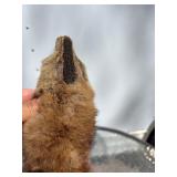 Genuine Mink Pelt