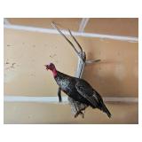 Full Body Turkey Taxidermy Mount on Driftwood Display