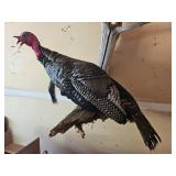 Full Body Turkey Taxidermy Mount on Driftwood Display