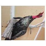 Full Body Turkey Taxidermy Mount on Driftwood Display