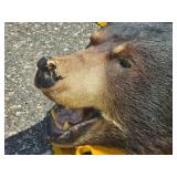 Black Bear Hide Rug with Felt Backing