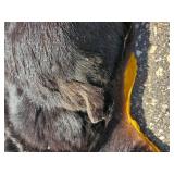Black Bear Hide Rug with Felt Backing