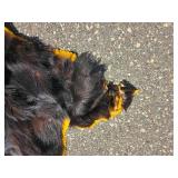Black Bear Hide Rug with Felt Backing