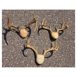 Collection of Deer and Antelope Antlers and Horn Mounts