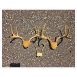 Decorative Deer Antler Mount Group